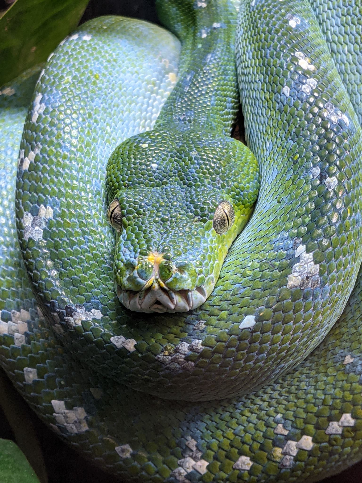 Green Tree Python